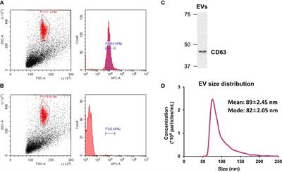 Skeletal myotube-derived extracellular vesicles enhance itaconate production and attenuate inflammatory responses of macrophages